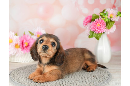 成約済の神奈川県のミニチュアダックスフンド(ロングヘアード)-310343の5枚目